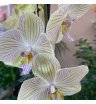 Орхидея торино 1