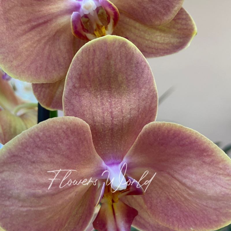 Орхидея фаленопсис египтион