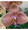 Орхидея фаленопсис египтион 1