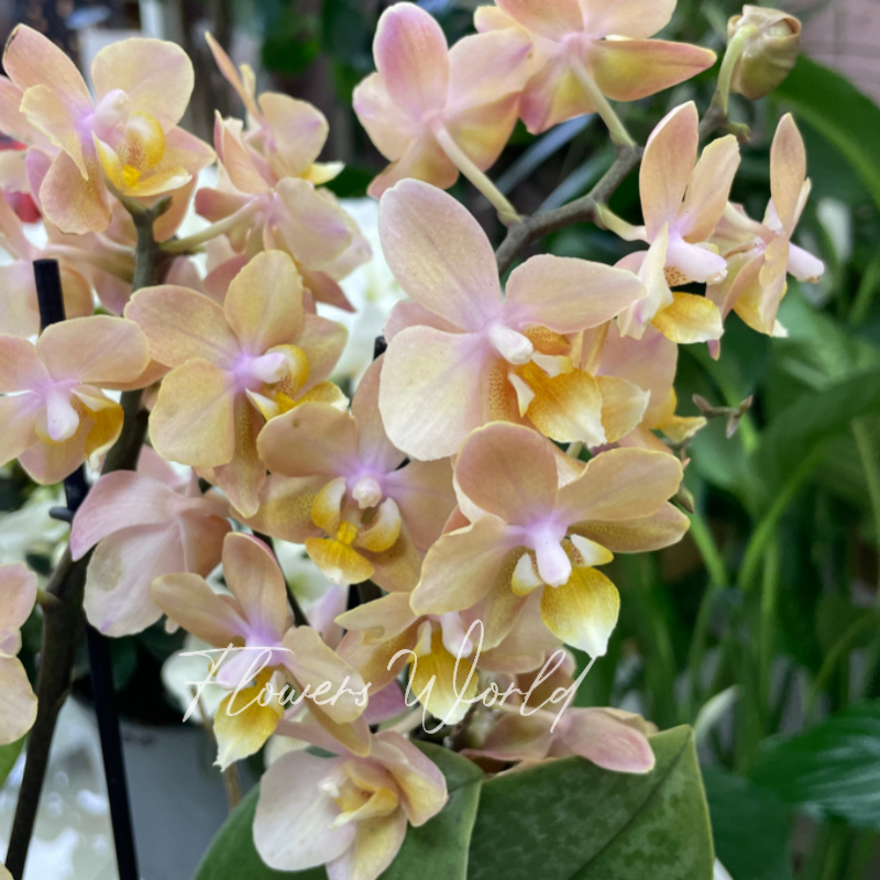 Орхидея мультифлора мечты