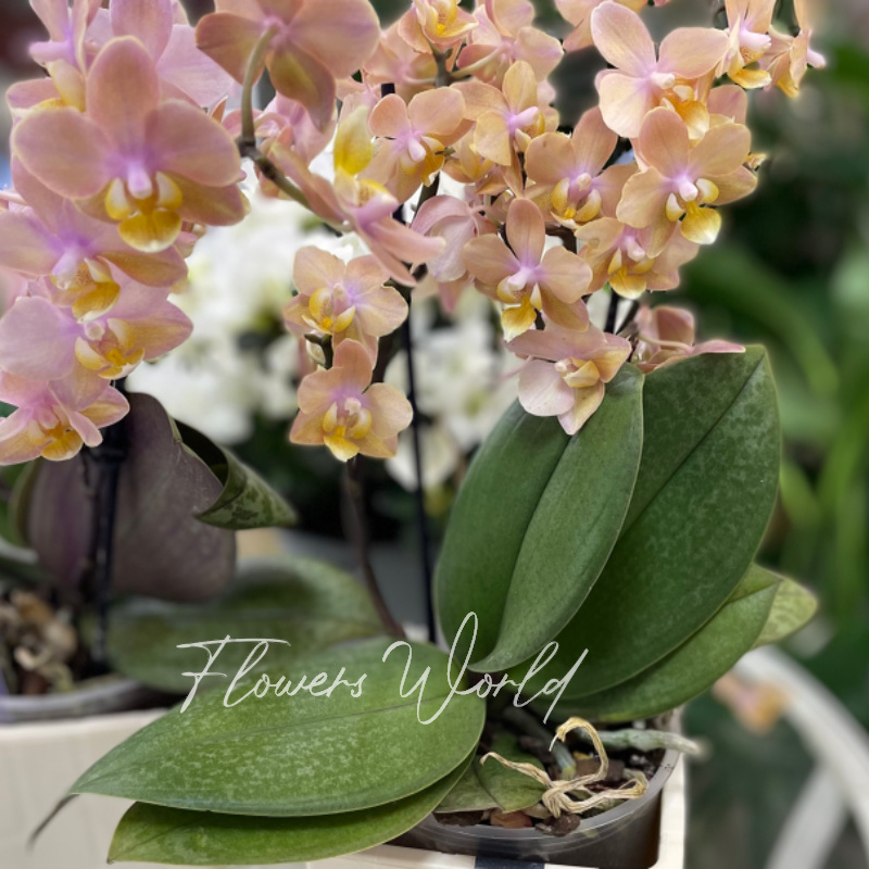 Орхидея мультифлора мечты 1