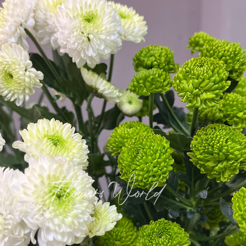 Хризантема сантини 2