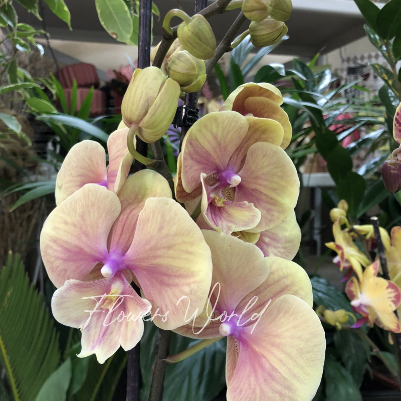 Орхидея- фаленопсис 1