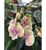 Орхидея- фаленопсис 1
