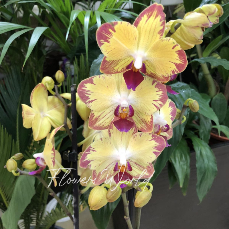 Орхидея- фаленопсис 2