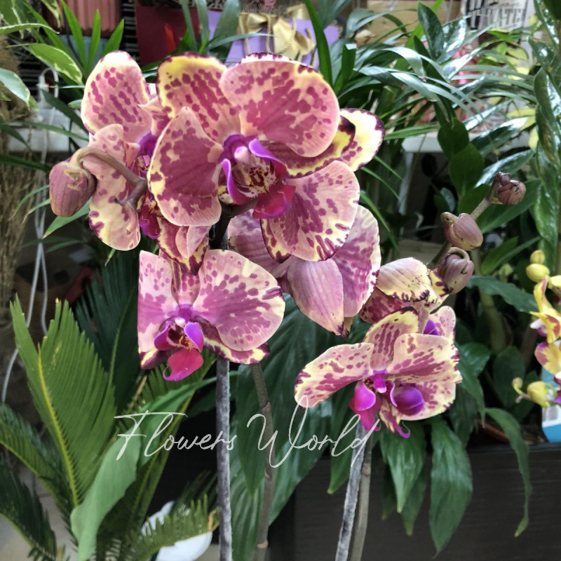 Орхидея- фаленопсис 3