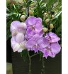 Орхидея- фаленопсис 5