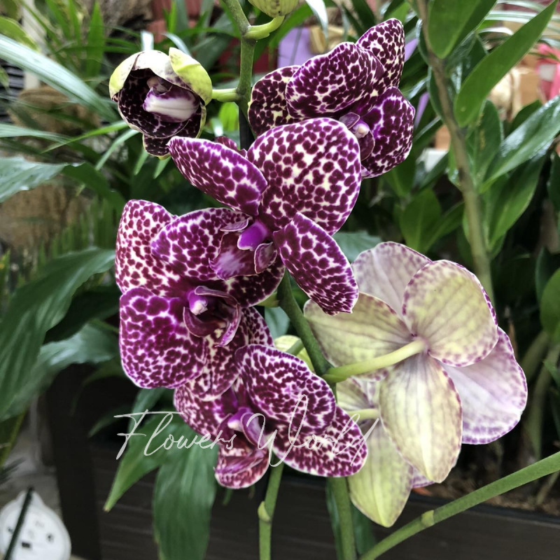 Орхидея- фаленопсис 6