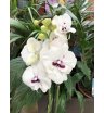 Орхидея- фаленопсис 7