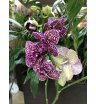 Орхидея сортовая- дикий кот