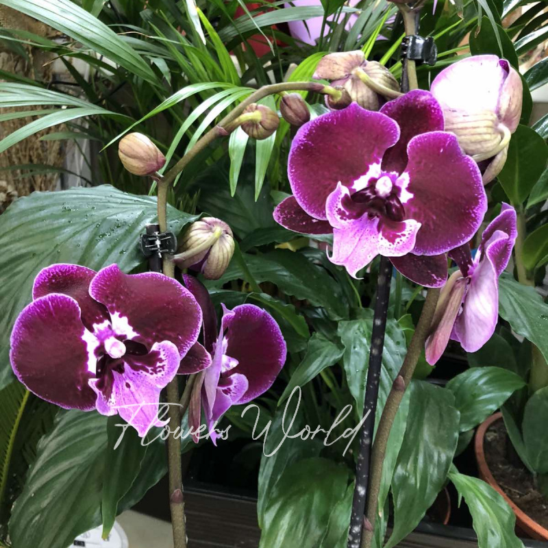 Орхидея сортовая удивительной раскраски