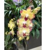 Орхидея сортовая бабочка