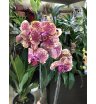 Орхидея фаленопсис пятнистая