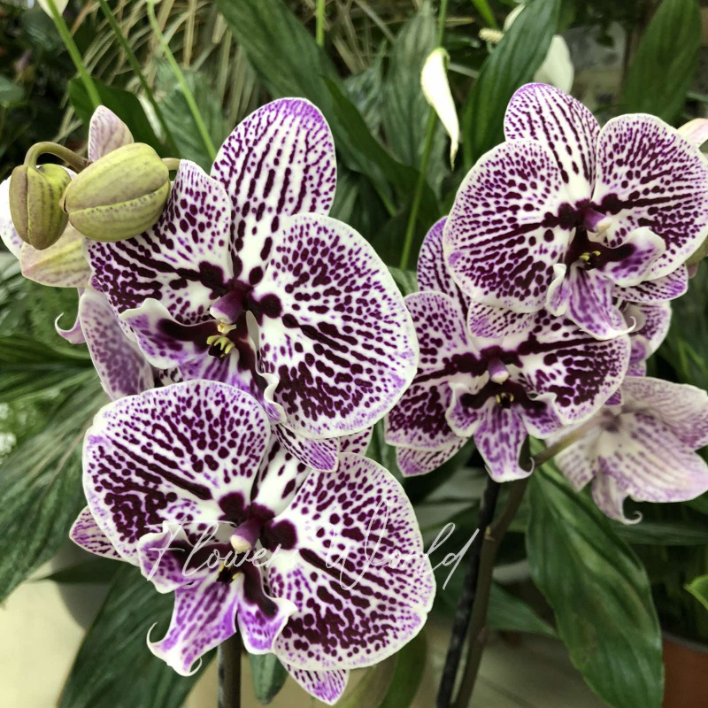 Сортовая орхидея 8