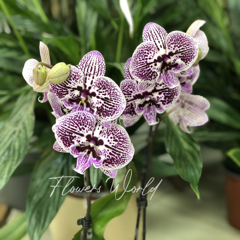 Сортовая орхидея 8 1