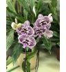 Сортовая орхидея 8 1