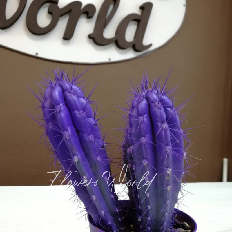 Кактусы фиолетовые