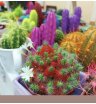 Кактусы микс