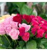 Роза Кения микс цветов
