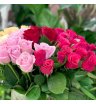 Роза Кения микс цветов 2