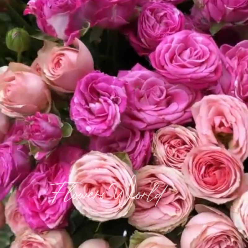 Роза пионовидная розовая кустовая