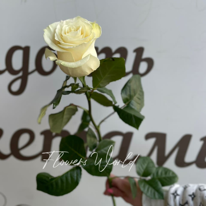 Роза белая 1