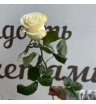 Роза белая 1