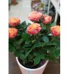 Роза горшечная персикового цвета