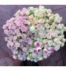 Розы кустовые нежные