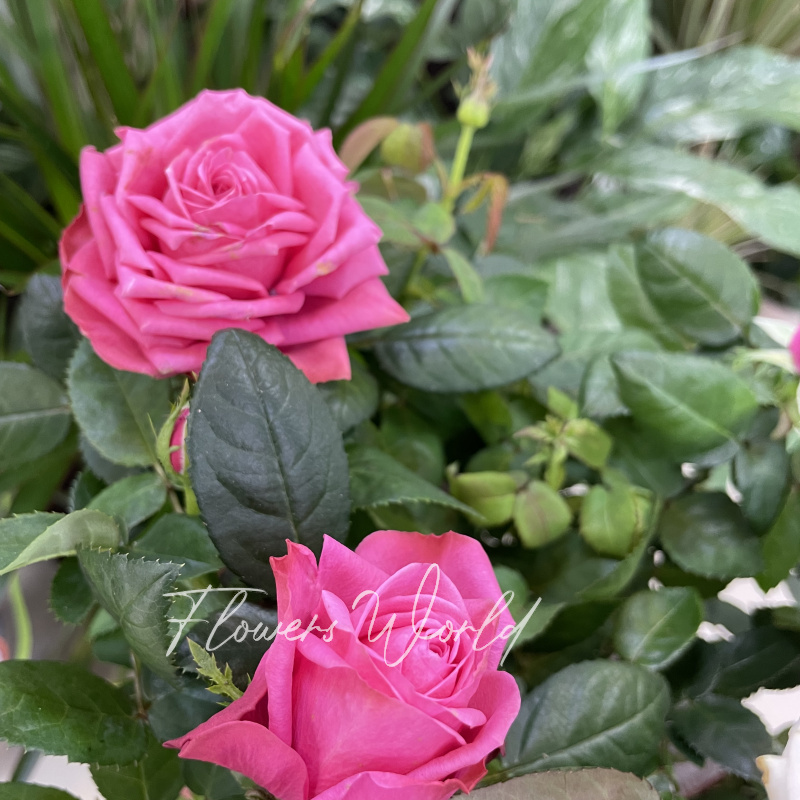 Роза горшечная ярко-розовая