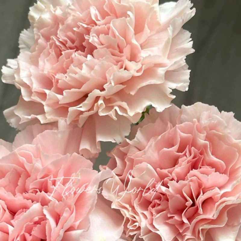 Гвоздика нежных оттенков