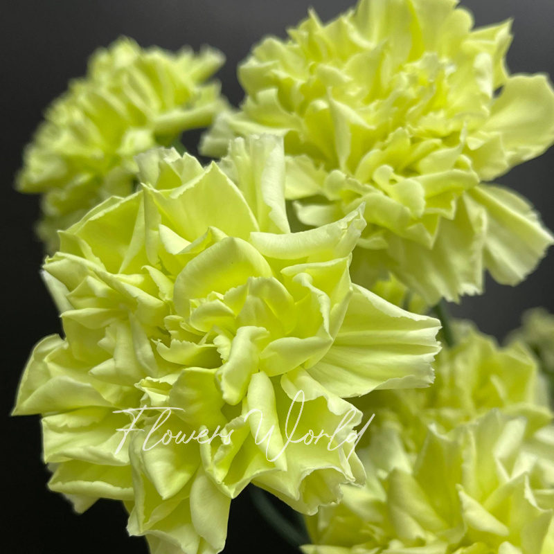 Гвоздика нежных оттенков 1