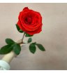 Роза красная высокая 1