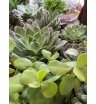 Микс изящных суккулентов