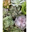 Микс изящных суккулентов 5