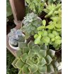 Микс изящных суккулентов 7