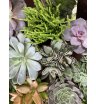 Микс изящных суккулентов 11