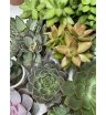 Микс изящных суккулентов 12