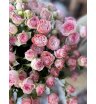 Кустовые розы только розовые 1