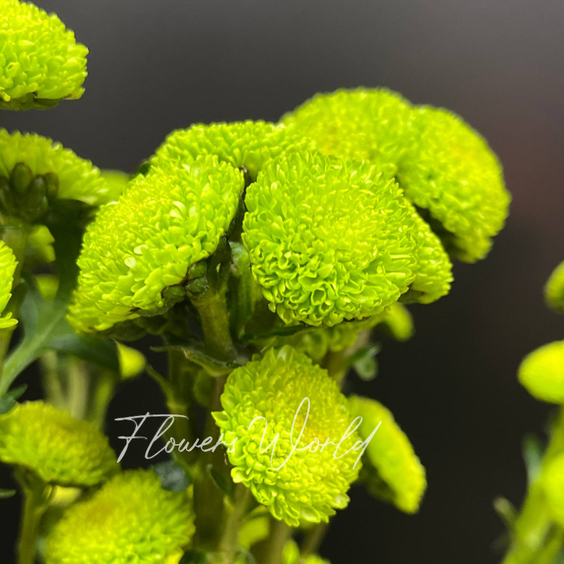 Кустовая хризантема зеленая