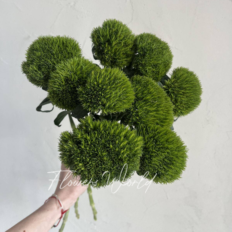 Диантусы киви