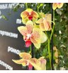 Орхидея фаленопсис желтая с бабочкой