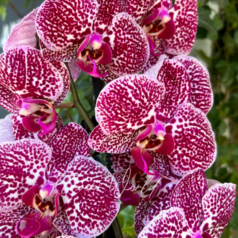 Орхидея из сказки 1