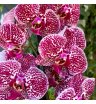 Орхидея из сказки 3