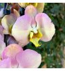 Орхидея фаленопсис очарование 2