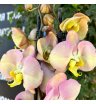Орхидея фаленопсис очарование 1