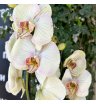 Орхидея акварель 