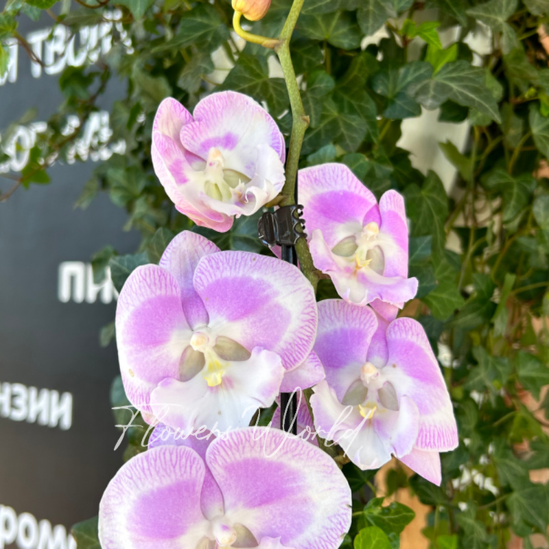 Орхидея фаленопсис ранее утрр