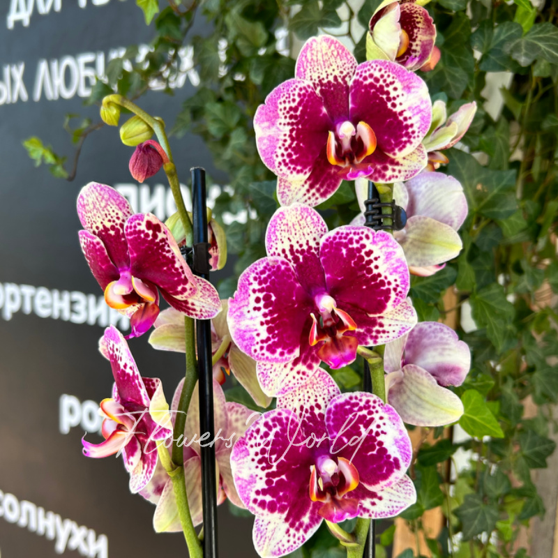 Орхидея фаленопсис с яркой серединкой 1