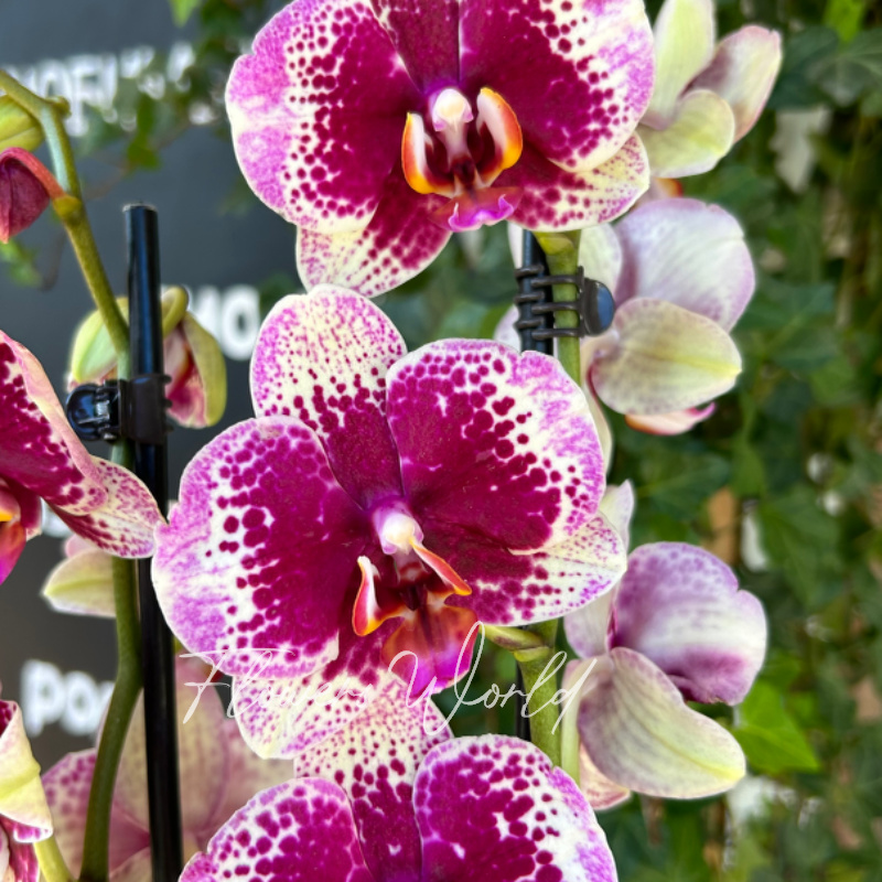 Орхидея фаленопсис с яркой серединкой 3